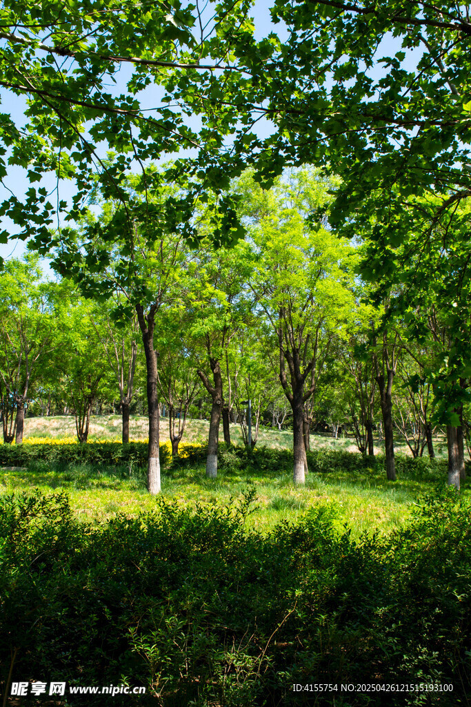 夏日蔥郁樹林美景