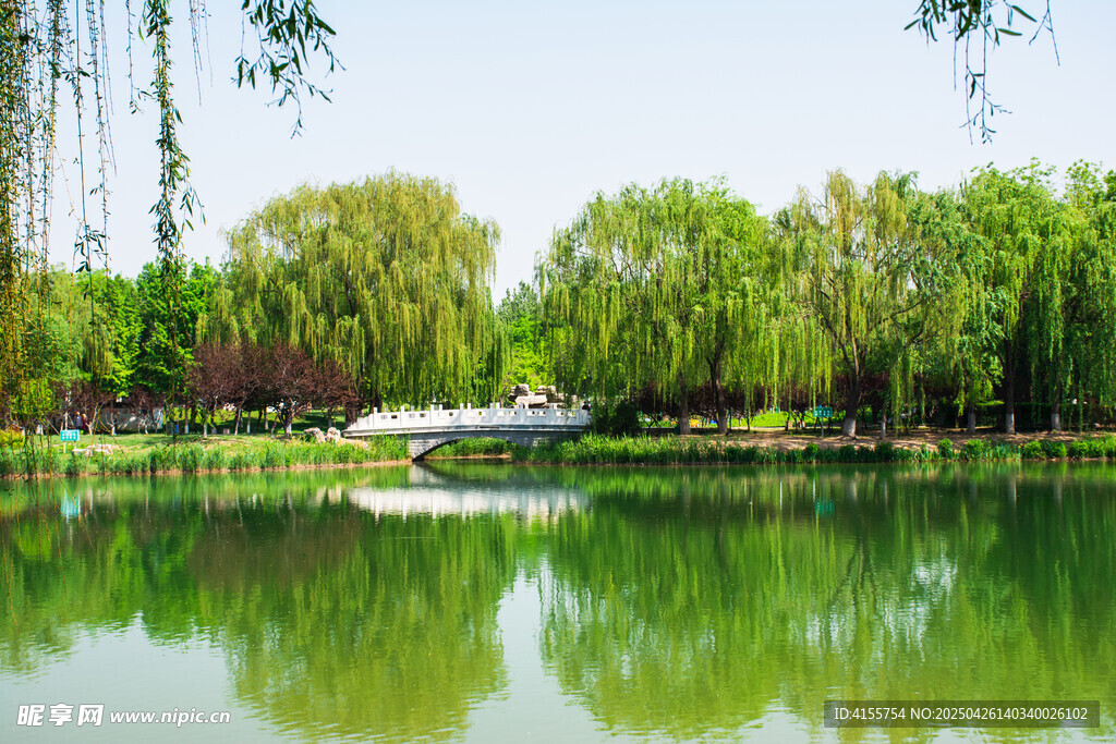 湖畔垂柳映綠水美景