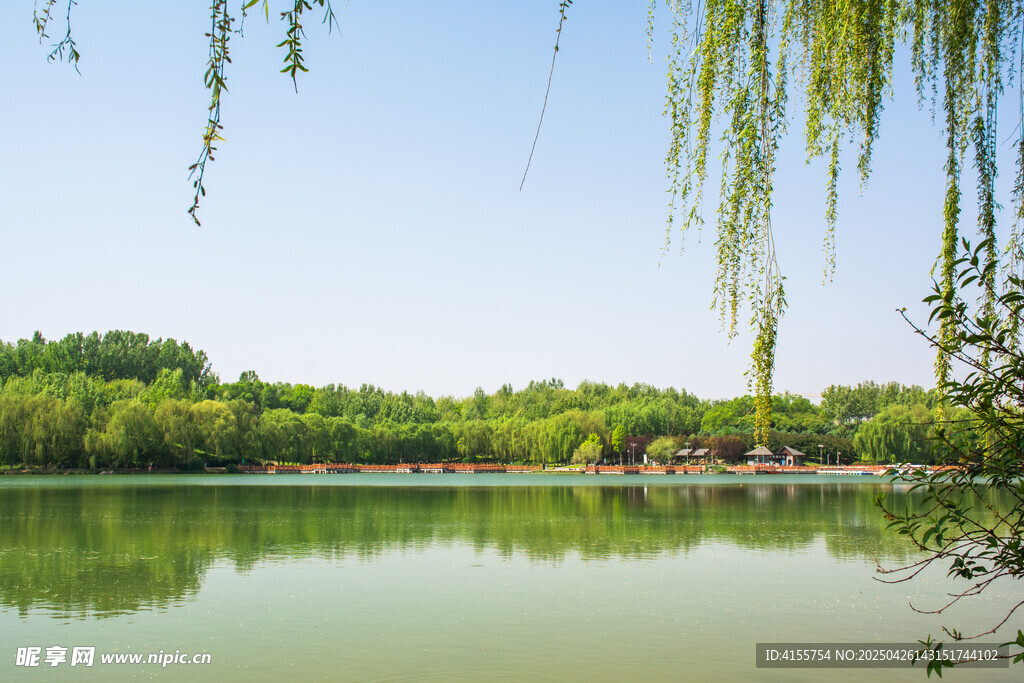 湖畔垂柳綠意盎然美景