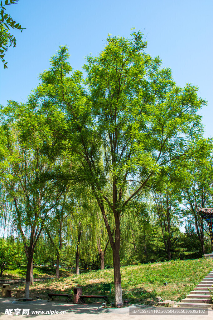 綠意盎然的公園林間小道