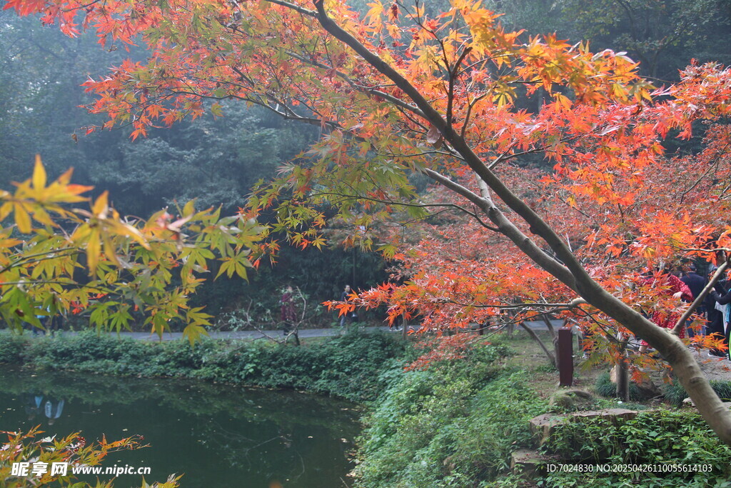 紅葉