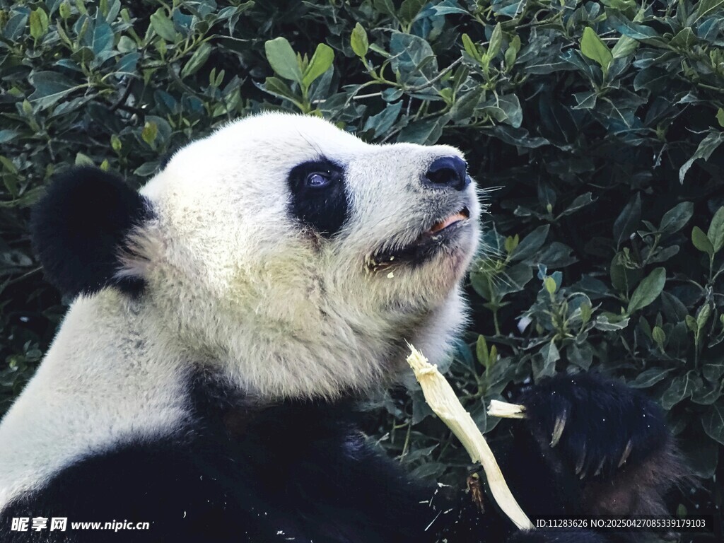 熊貓愜意進食竹子