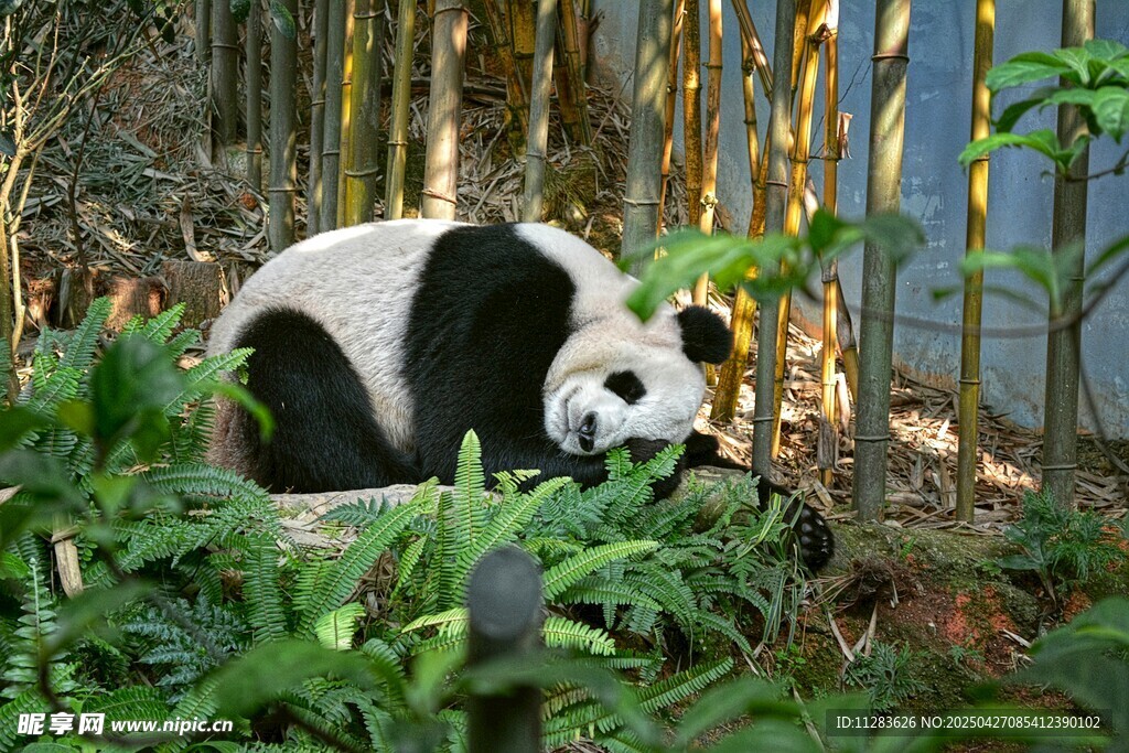 竹林中的大熊貓