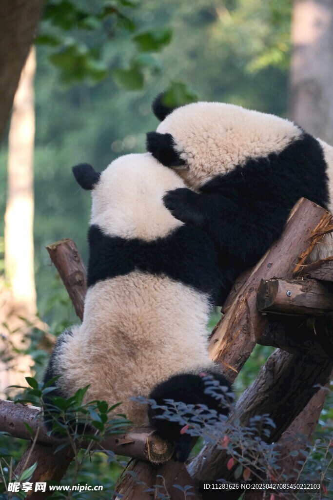 兩只熊貓依偎在樹枝上