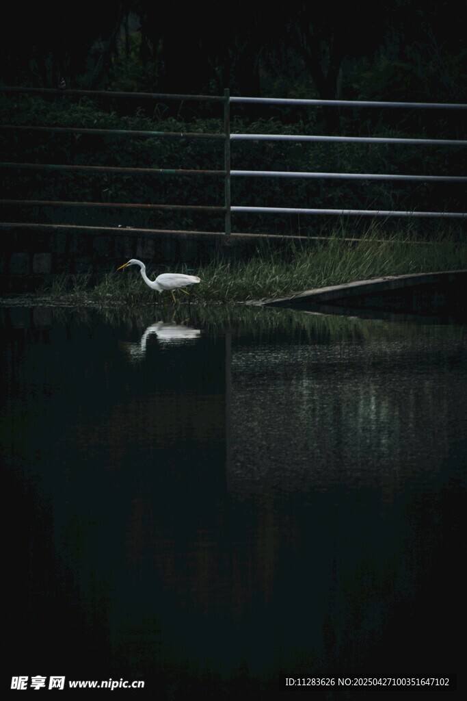 水中白鳥靜謐景象