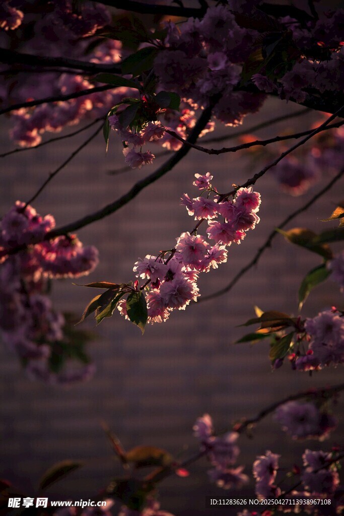 夜幕下的嬌艷桃花