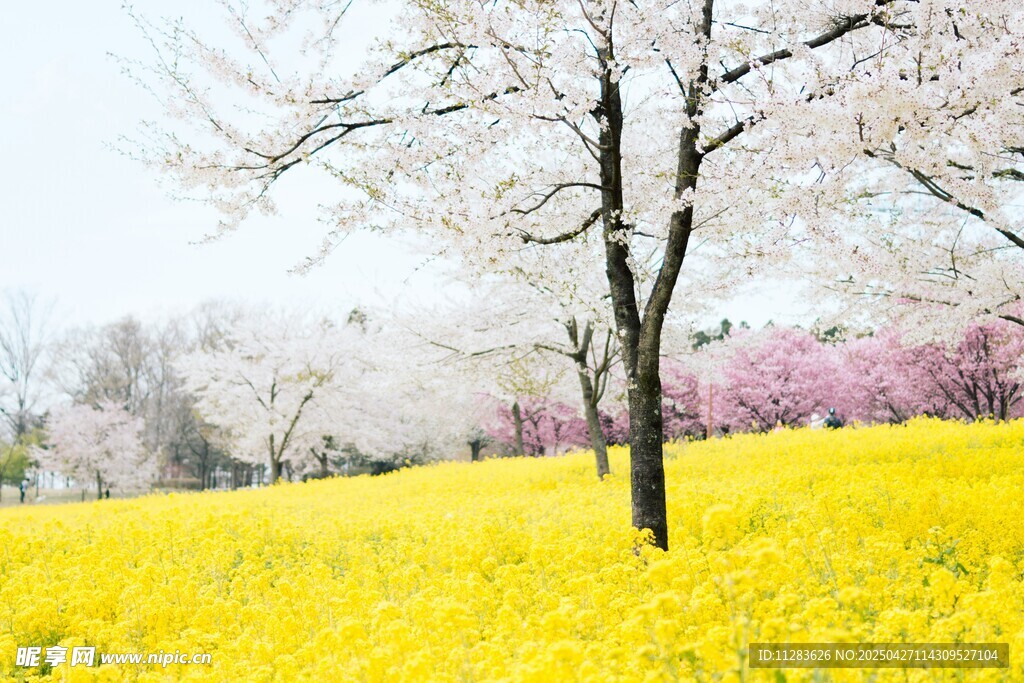 油菜花和桃花
