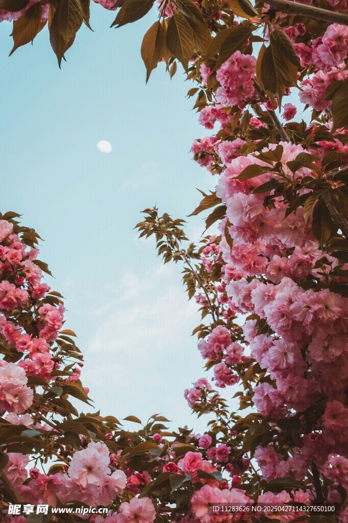 爛漫櫻花映藍天
