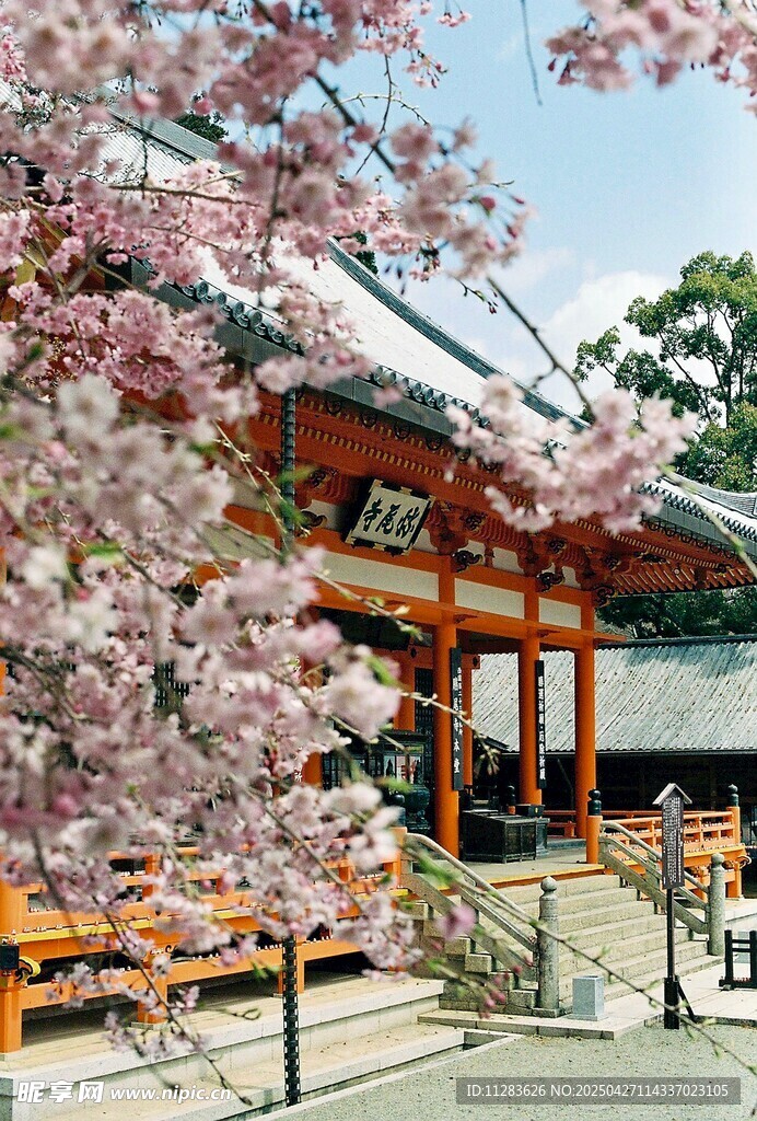 櫻花下的日式傳統建筑
