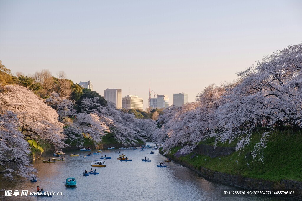 河畔爛漫櫻花與游船美景