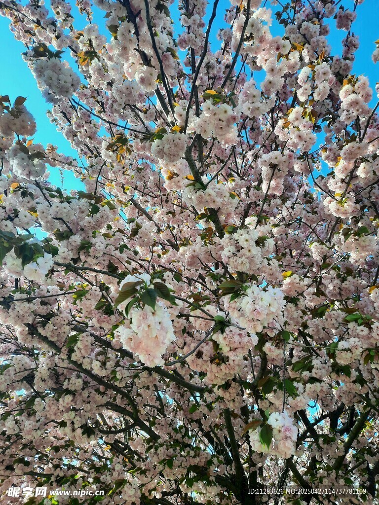 盛開(kāi)的櫻花樹(shù)