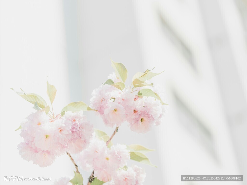 粉嫩櫻花