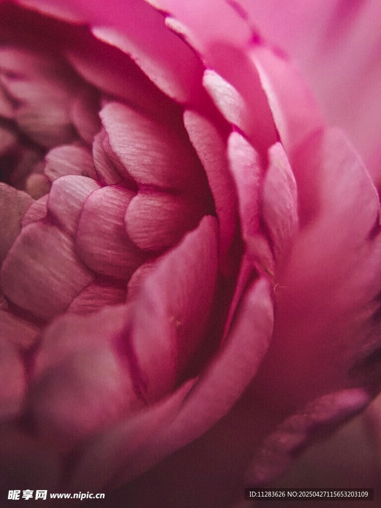 粉紅芍藥花特寫(xiě)