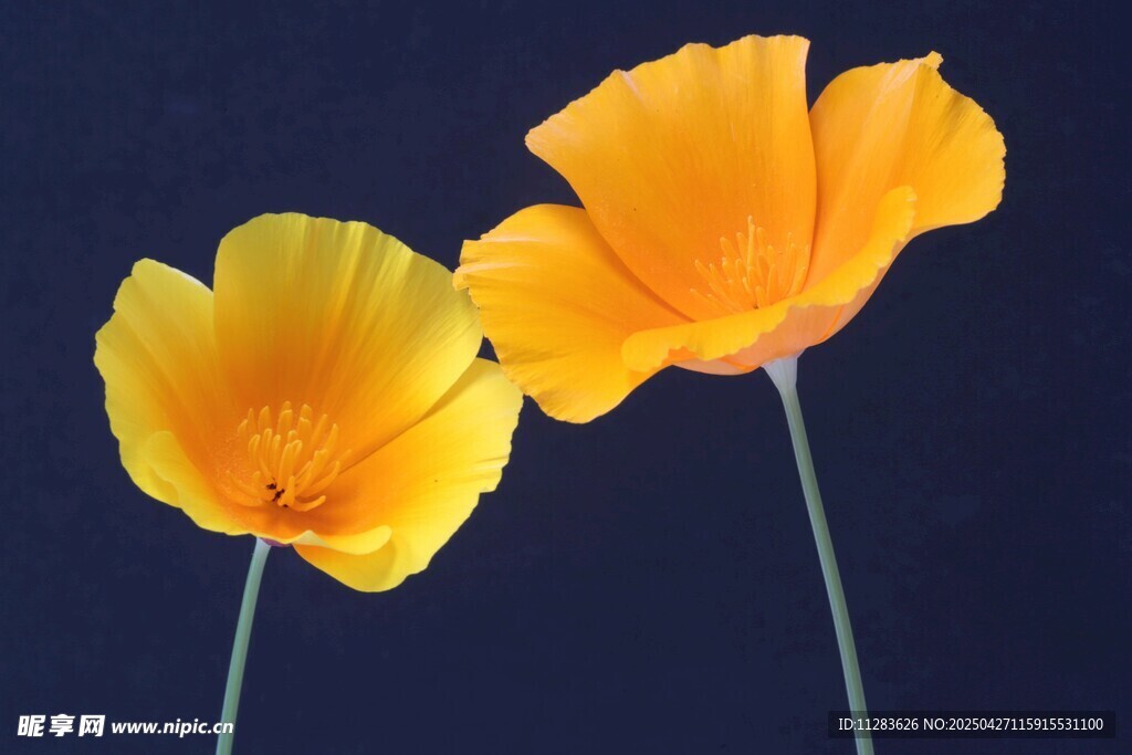 兩朵明艷太陽(yáng)花