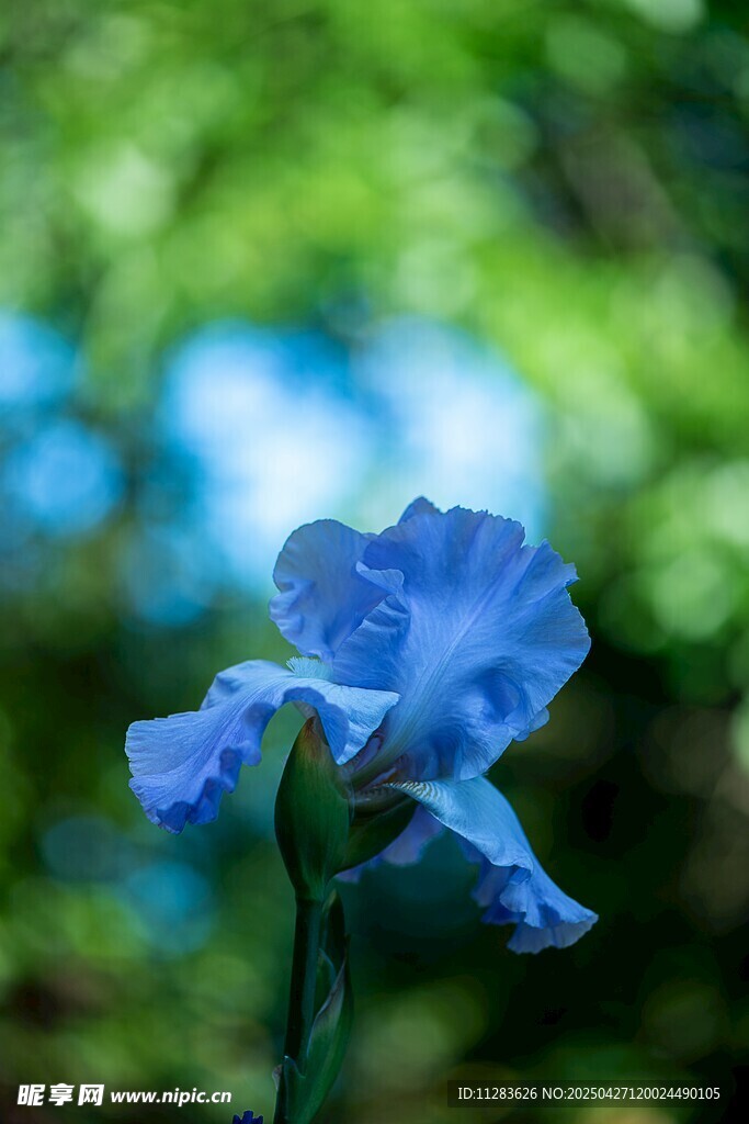 藍色鳶尾花特寫