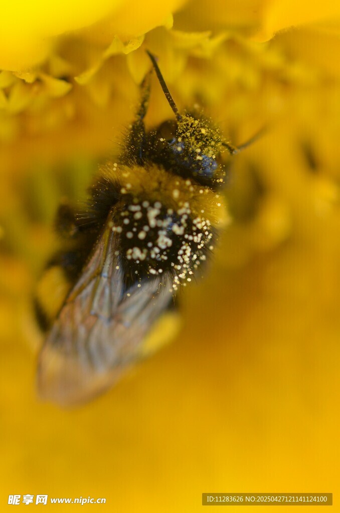 蜜蜂采蜜于黃色花朵間