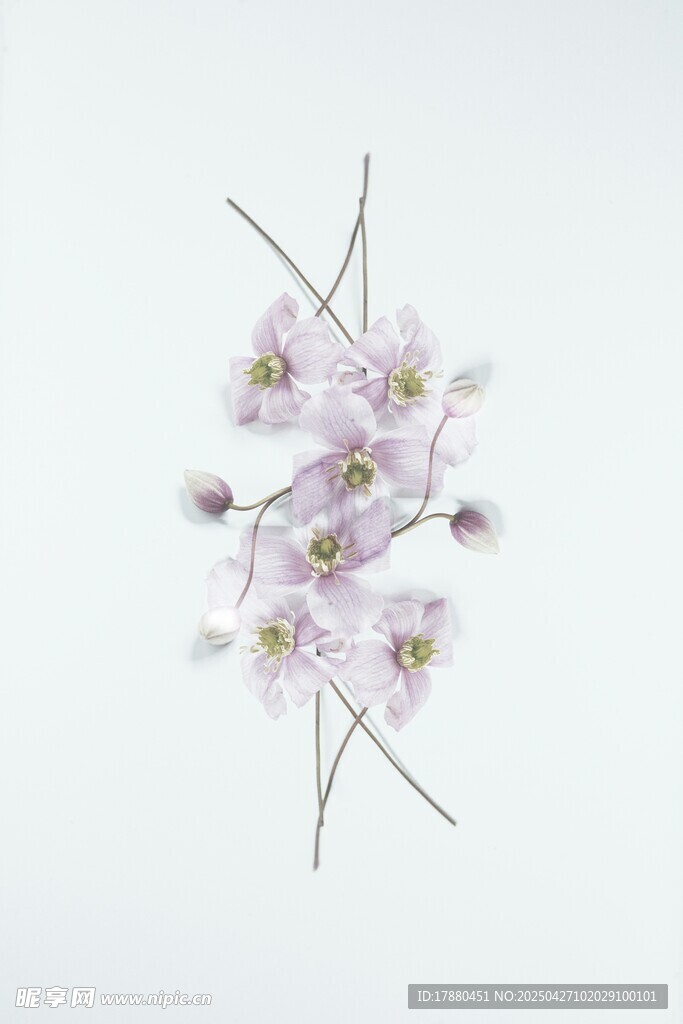 淡雅紫花