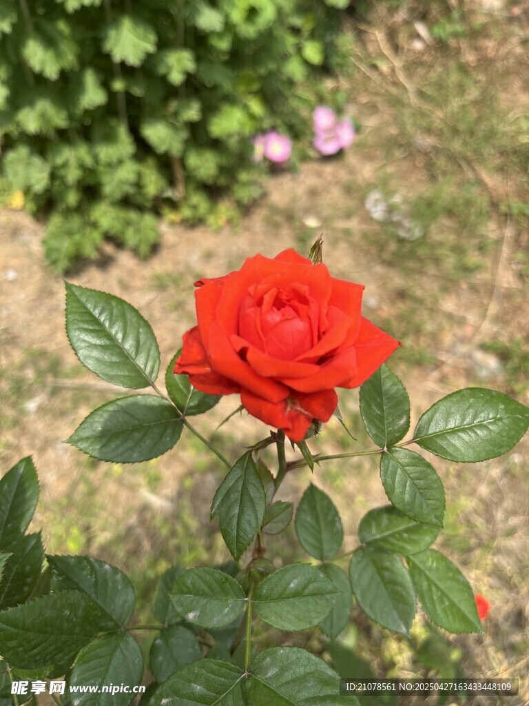 紅色的花