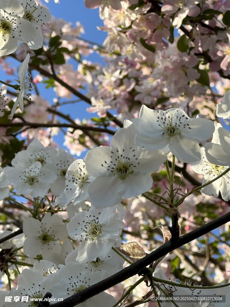 梨花