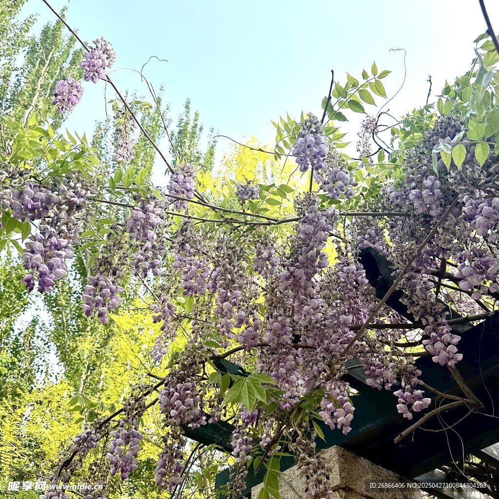 紫藤花