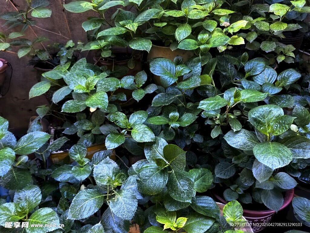 翠綠繁茂的盆栽植物