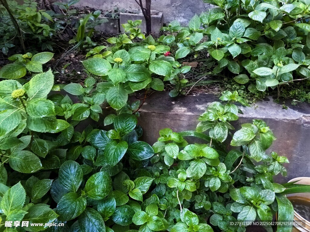 綠意盎然的庭院植物景觀