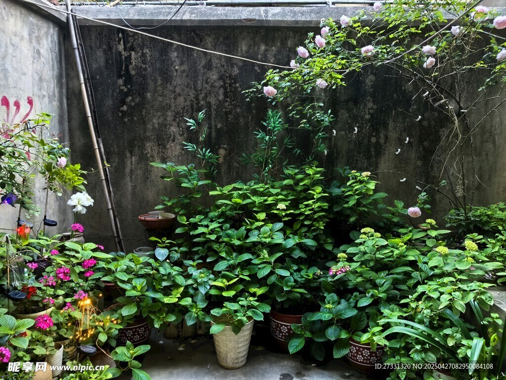 小院綠植一角