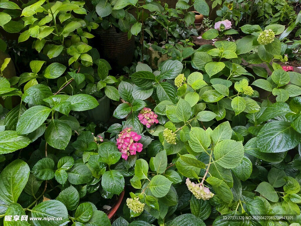 綠葉叢中綻放的粉色小花