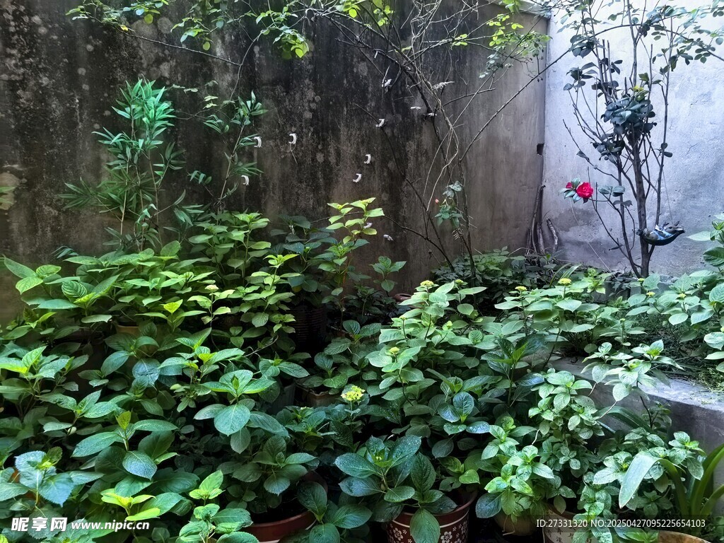 墻邊繁茂綠植景觀