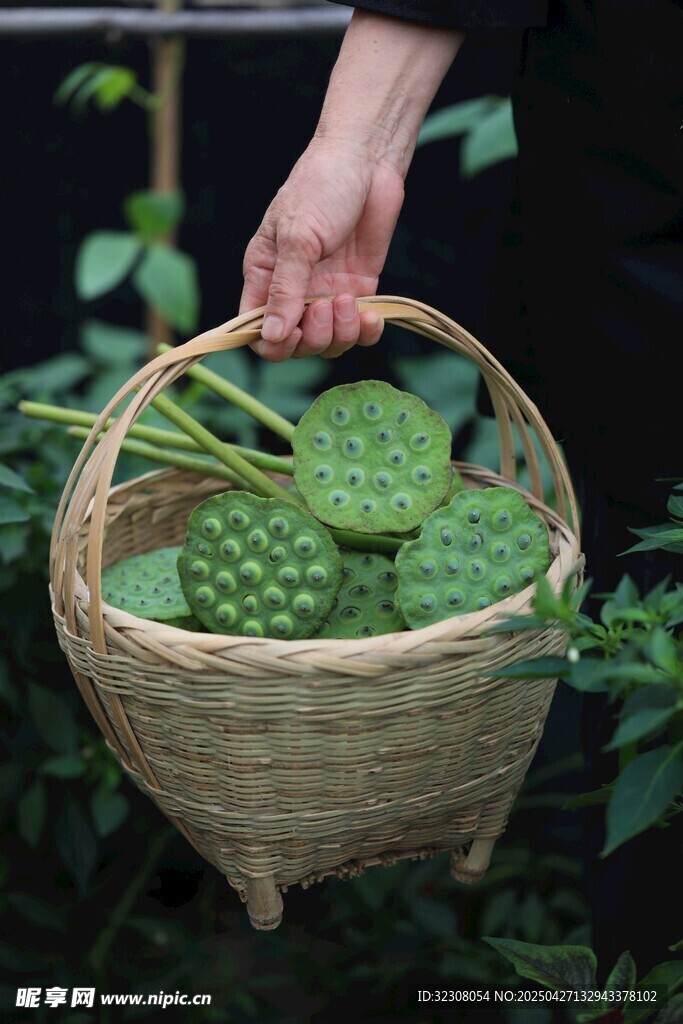 手拎竹籃裝釋迦果