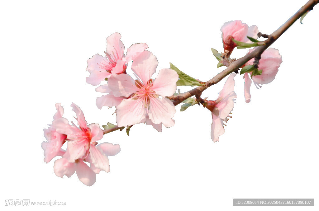 粉嫩桃花枝