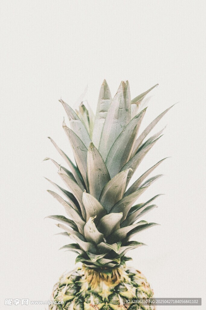 單個新鮮菠蘿特寫
