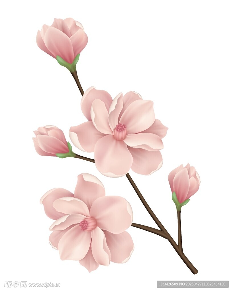 粉色玉蘭花枝特寫