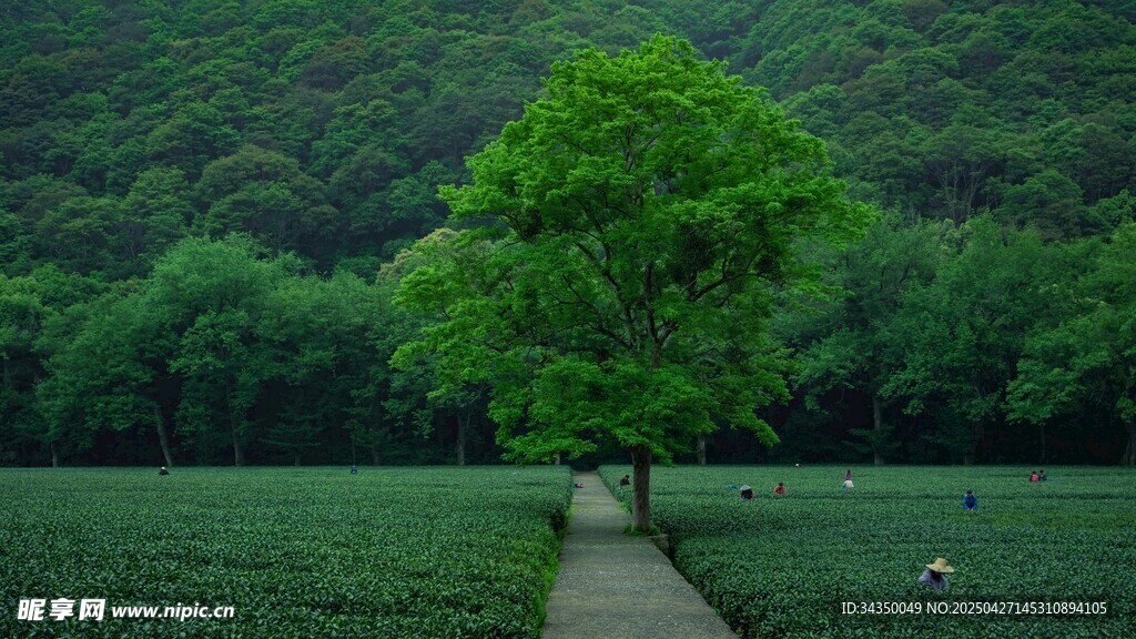 茶田采茶生活 
