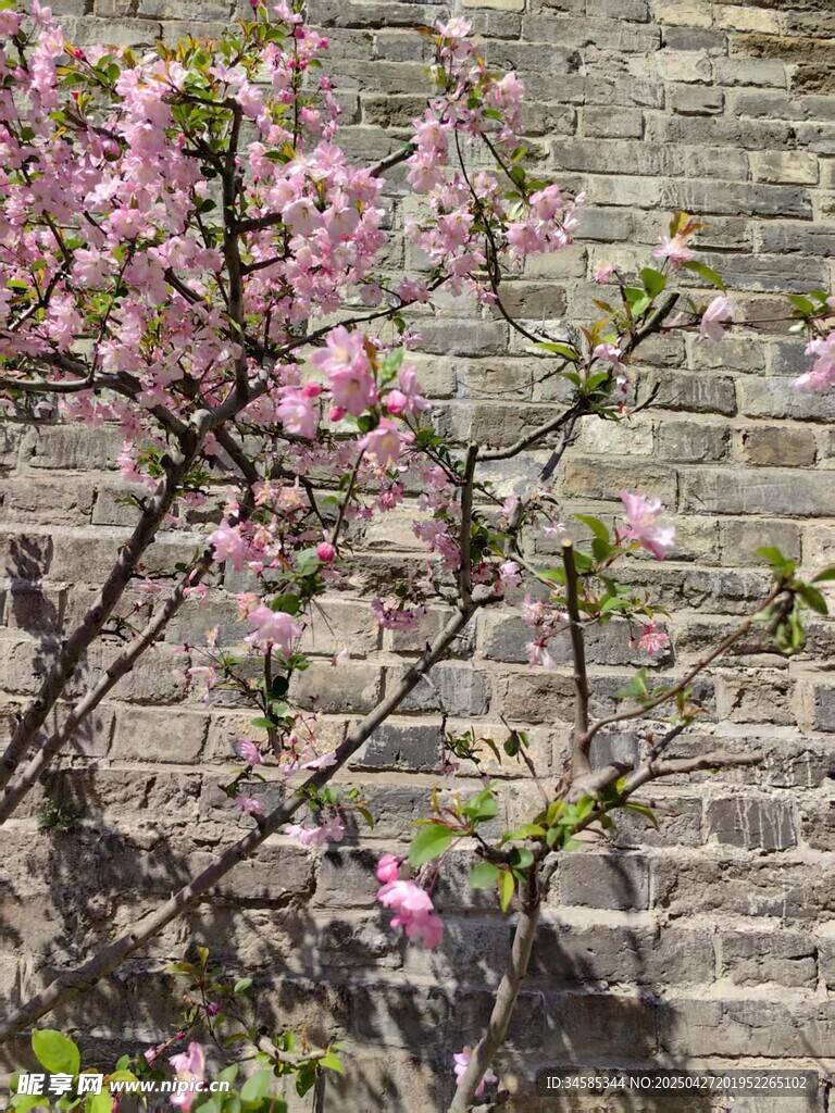 磚墻旁綻放的粉嫩花枝