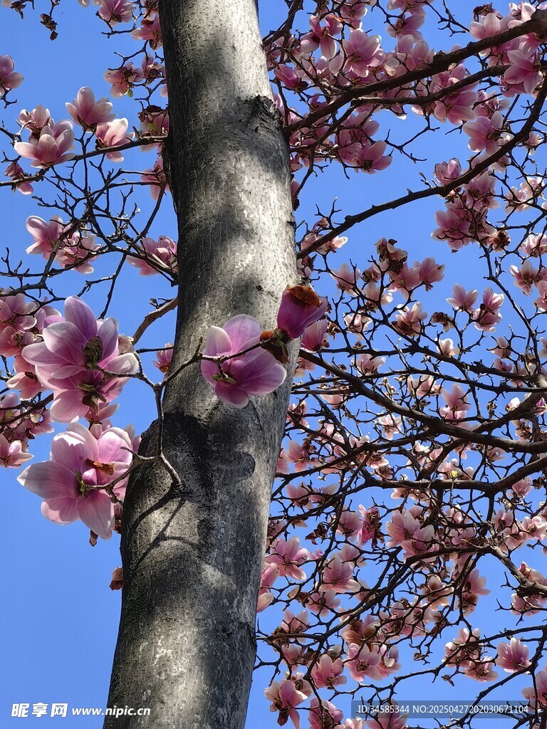 藍(lán)天映襯下的繁花樹(shù)干