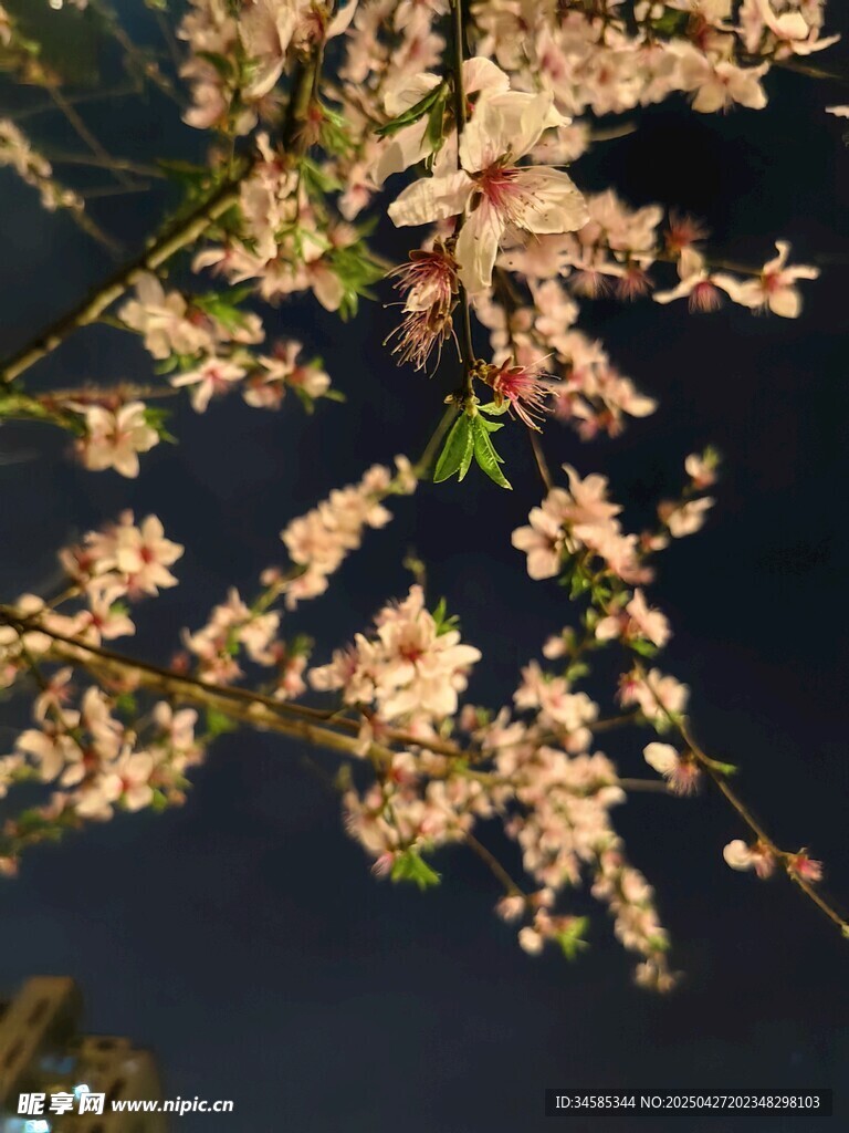 夜下綻放的美麗桃花