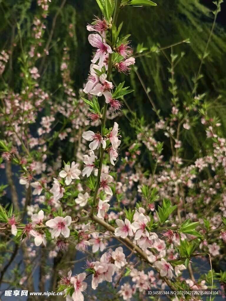 枝頭綻放的粉嫩桃花