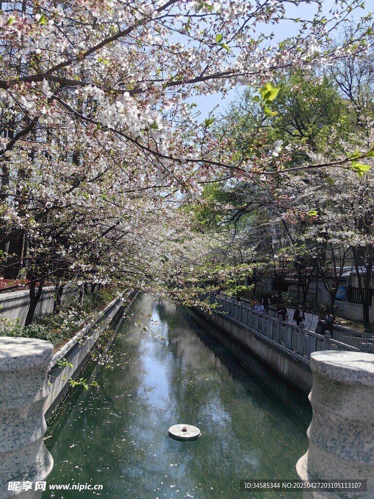 河畔櫻花盛開的美麗景致