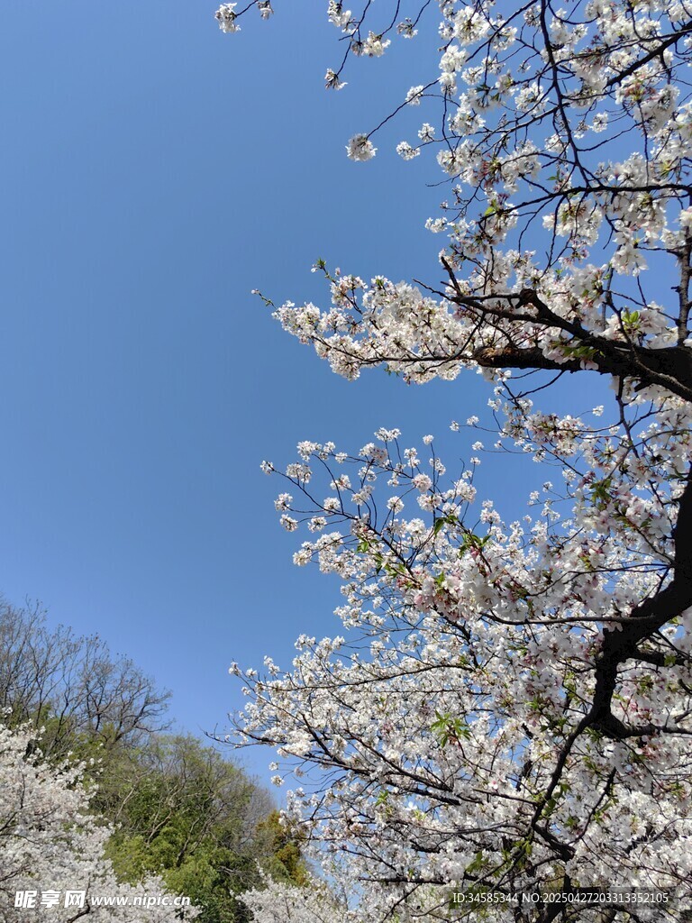 春日繁花盛開的美麗景象