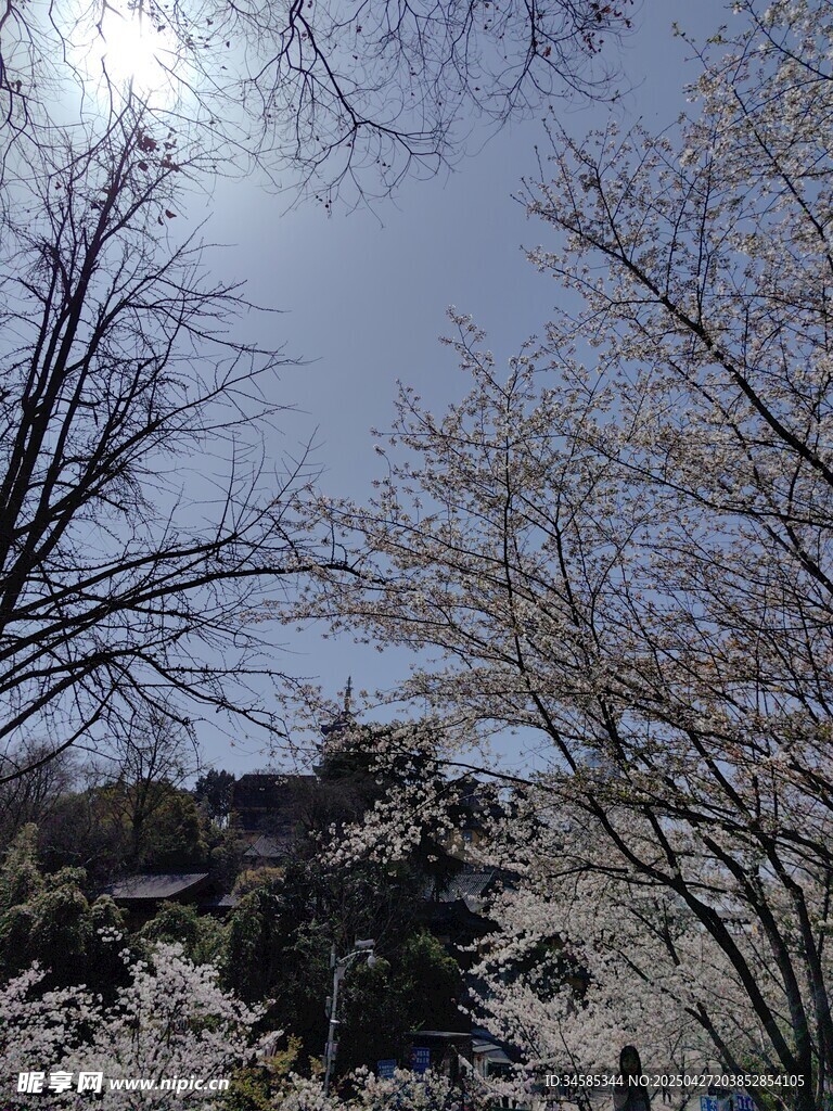 春日櫻花與藍天樹木