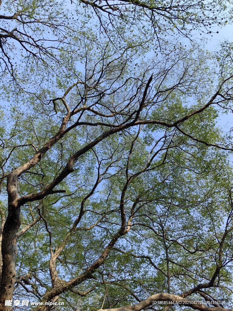 仰視繁茂樹枝與藍天