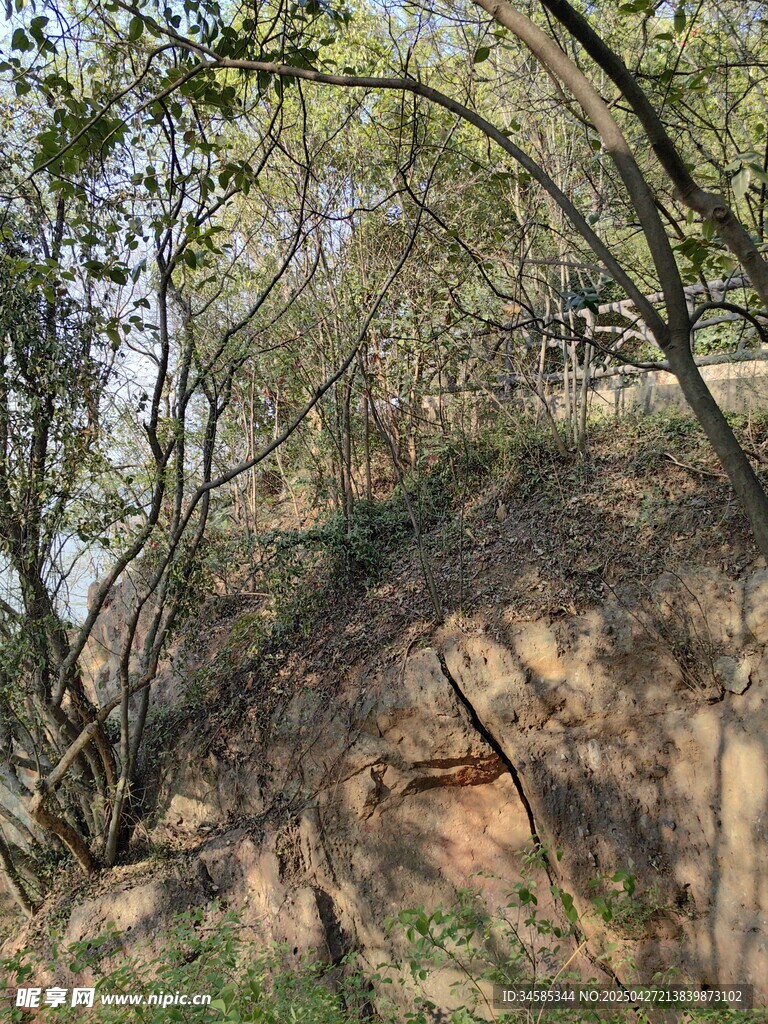 林間山坡景象