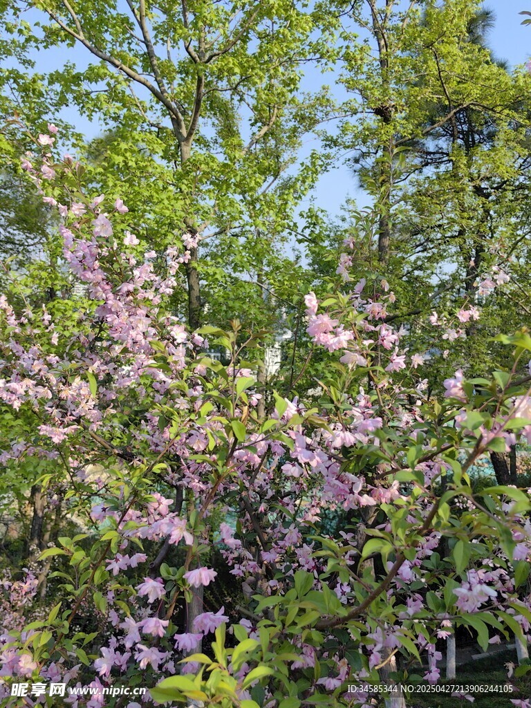 繁花綠樹間的春日景致