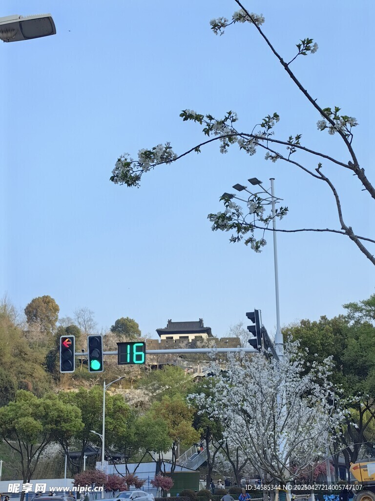 城市街景中的綠樹與交通燈