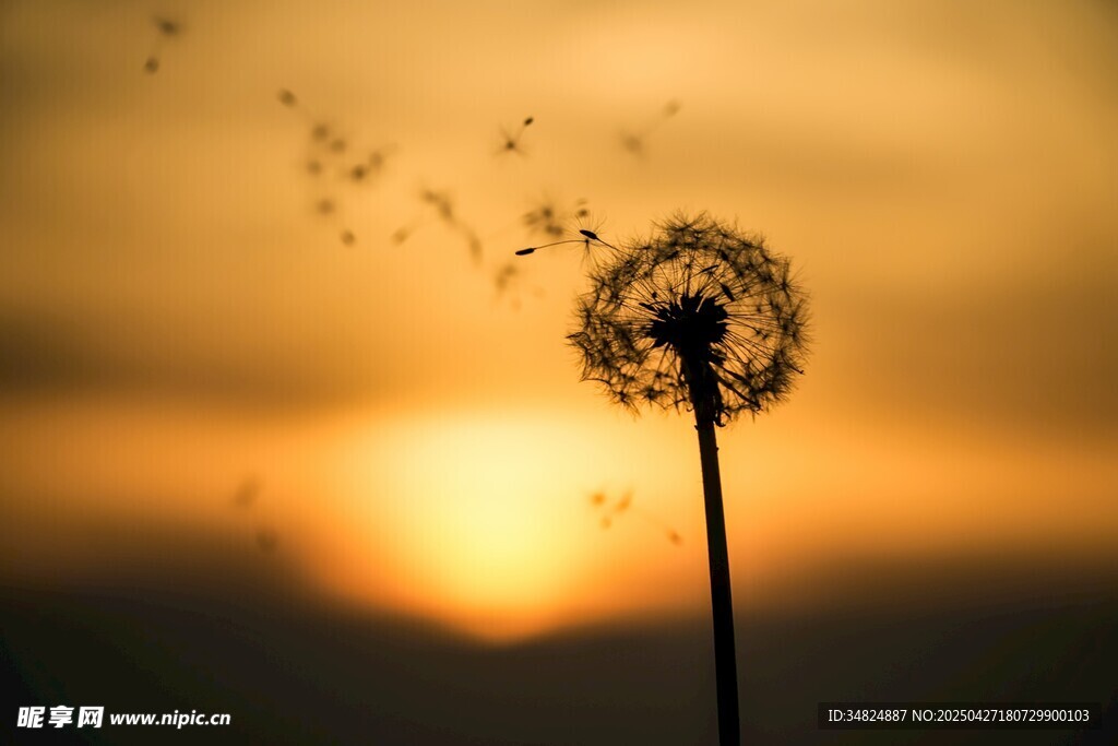 夕陽下的蒲公英飄散瞬間