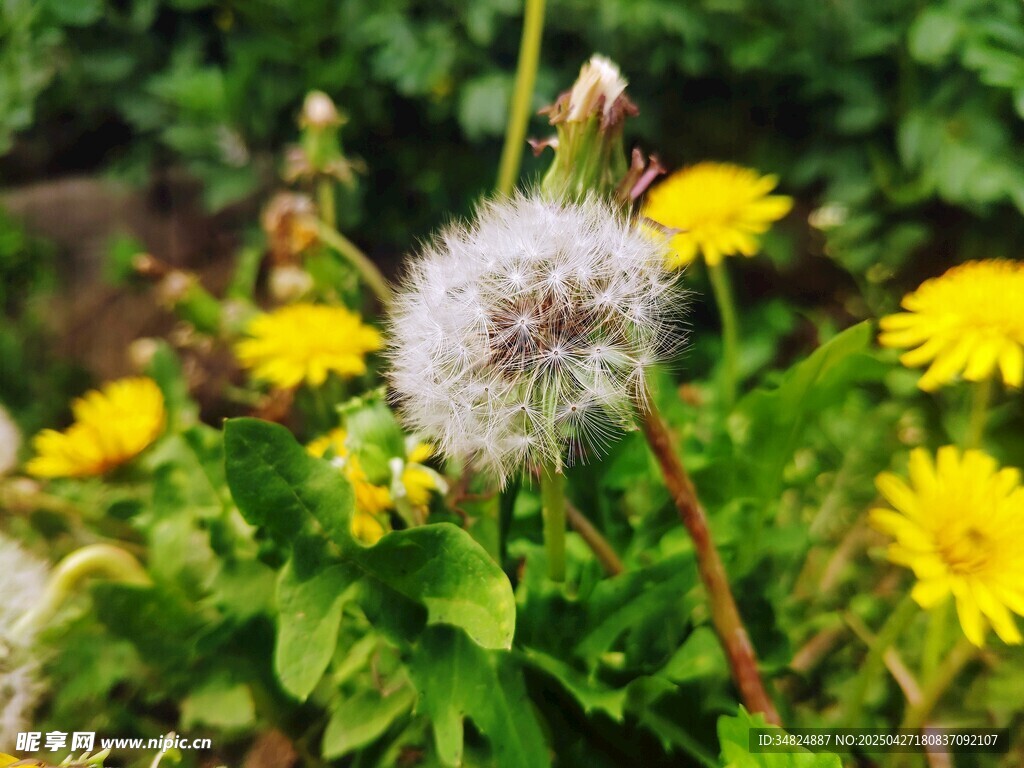 蒲公英與黃花的美麗景致