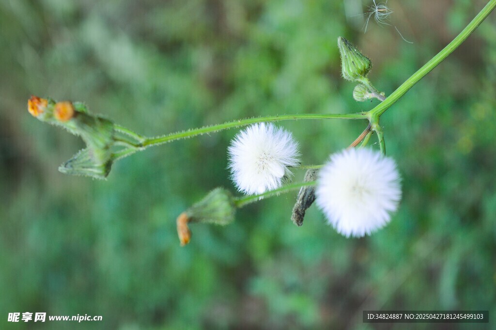兩朵白色絨球狀蒲公英 小花