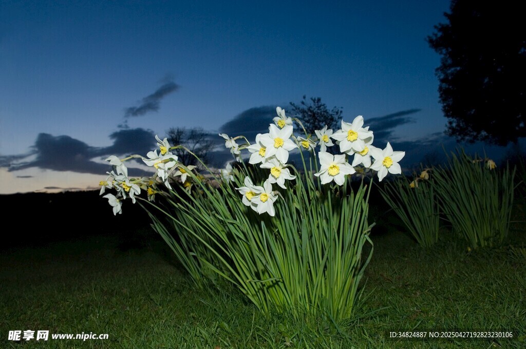 夜幕下綻放的白色水仙花