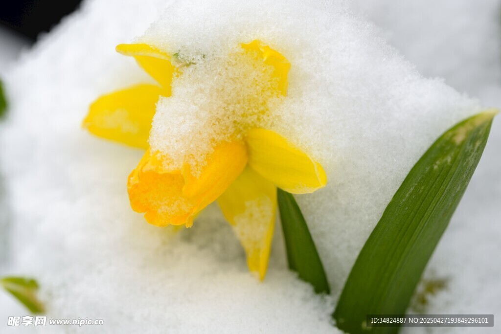 雪覆黃水仙